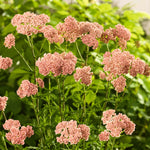 Pink flowers with green leaves on a blurred green background