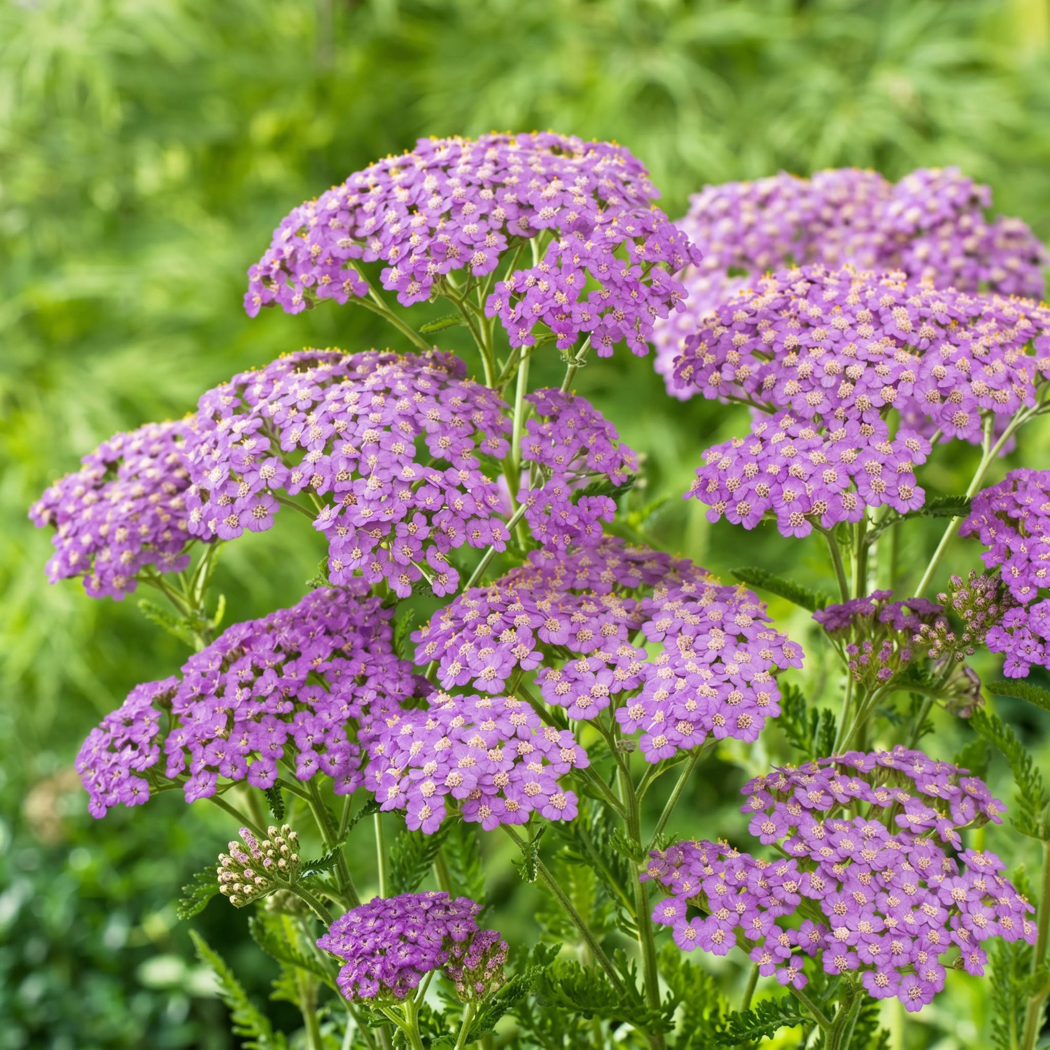 Close-up of purple flowers with green leaves on a blurred green background