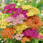 Multicolored Achillea flowers with a blurred green background