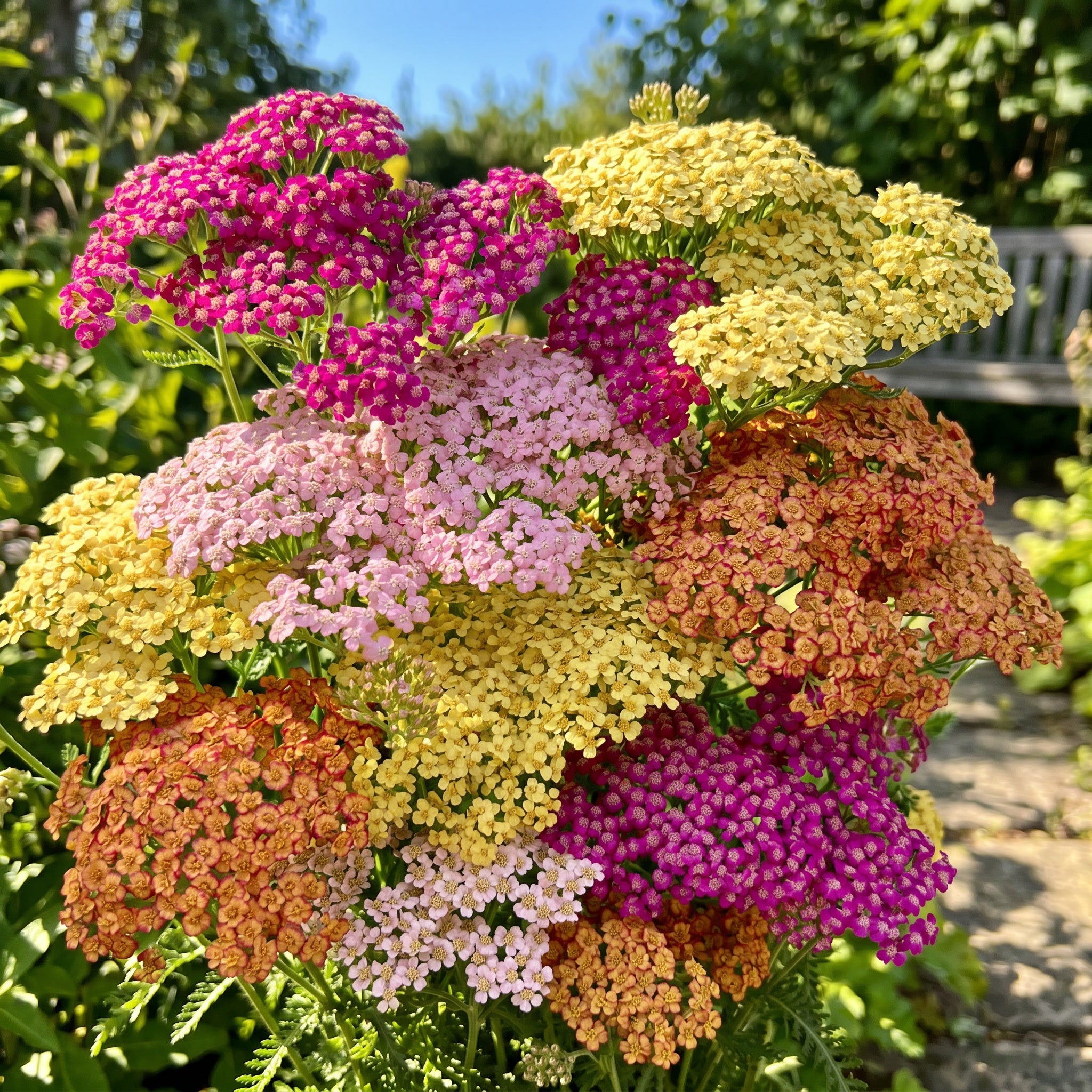 Multicolored Achillea flowers in a garden setting
