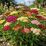 Colorful flower bed with various flowers in a garden setting