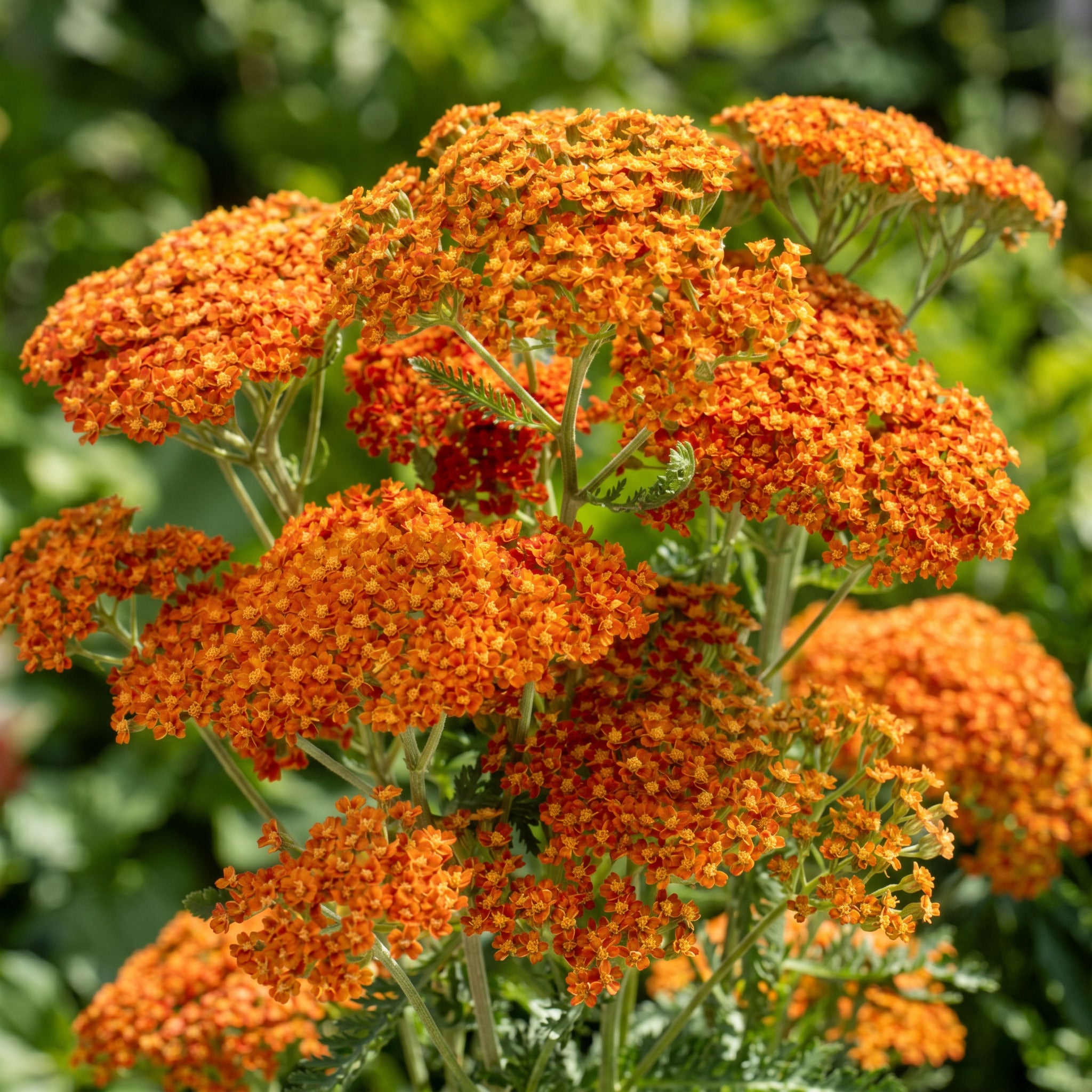 Close-up of bright orange flowers with green leaves against a blurred natural background