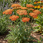 Group of orange flowers in a garden setting with greenery and other plants.
