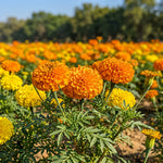 Close-up of bright orange marigold flowers with a blurred background of more flowers and greenery.