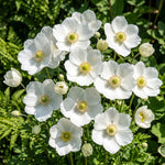 White flowers with yellow centers on a green leafy background