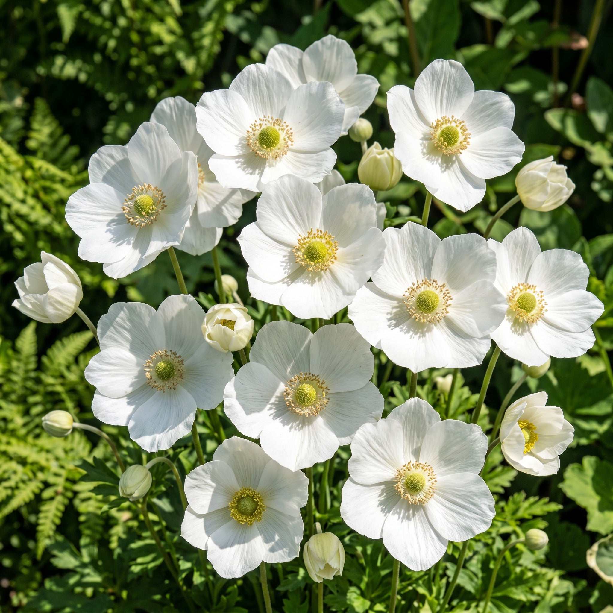 White flowers with yellow centers on a green leafy background
