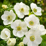 White flowers with yellow centers on a green background
