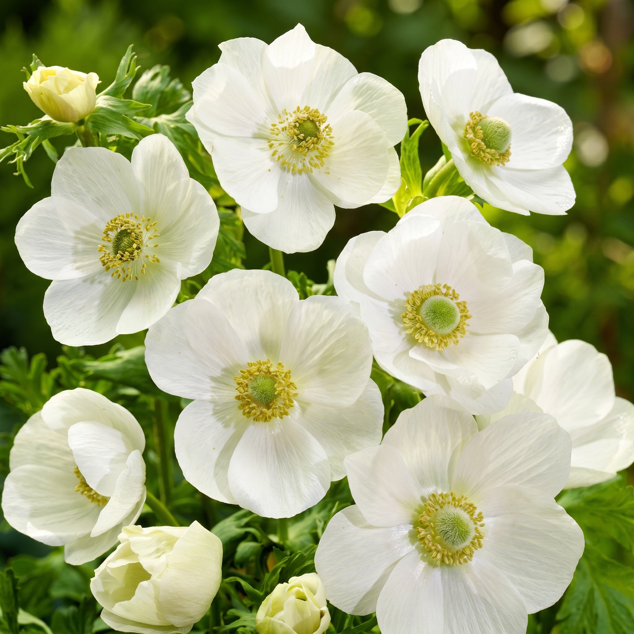 White flowers with yellow centers on a green background