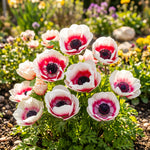 A picture of The De Caen Anemone flowers in their natural setting.