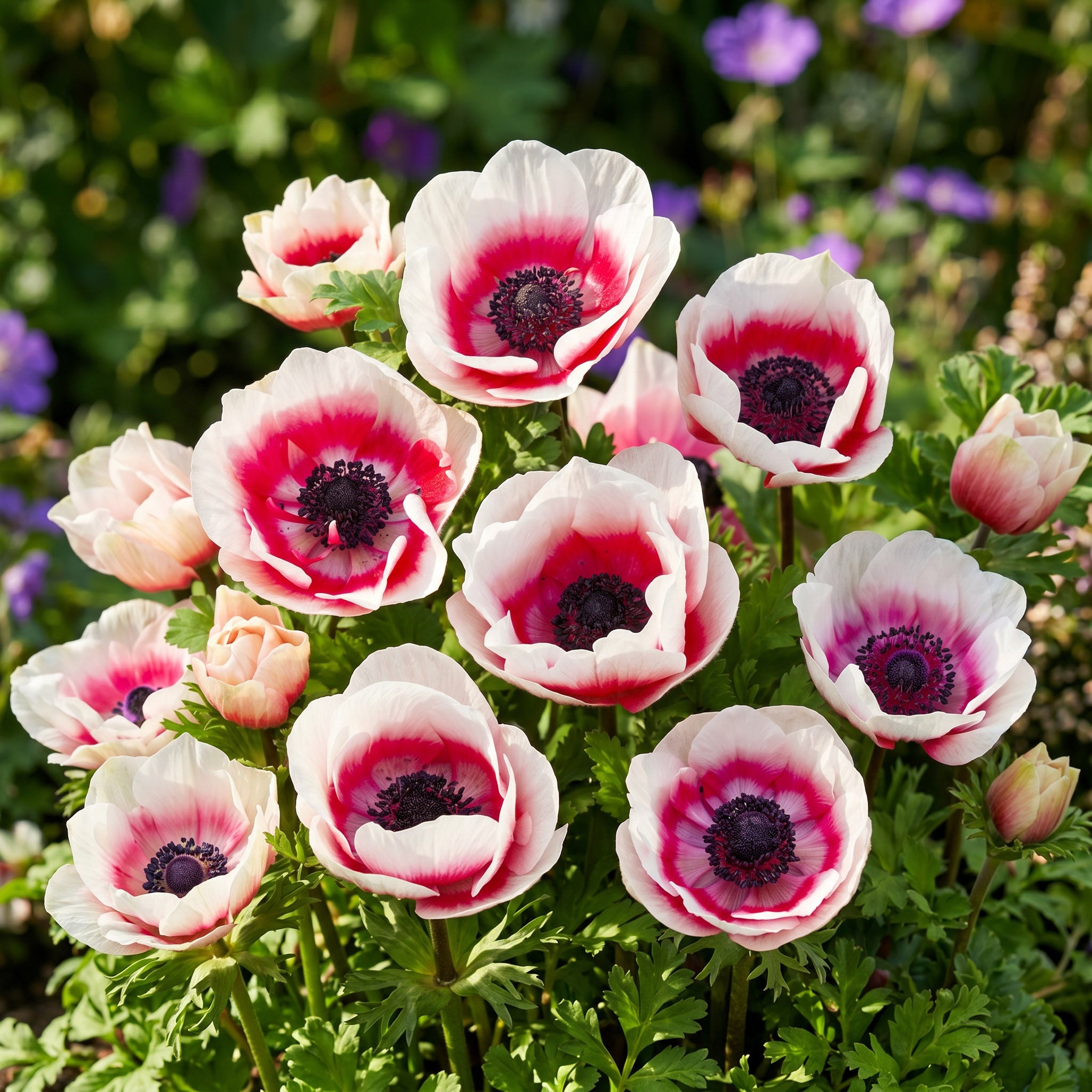 A close up shot of The De Caen Anemone flowers.