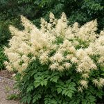 White flowering plant with green leaves against a blurred natural background