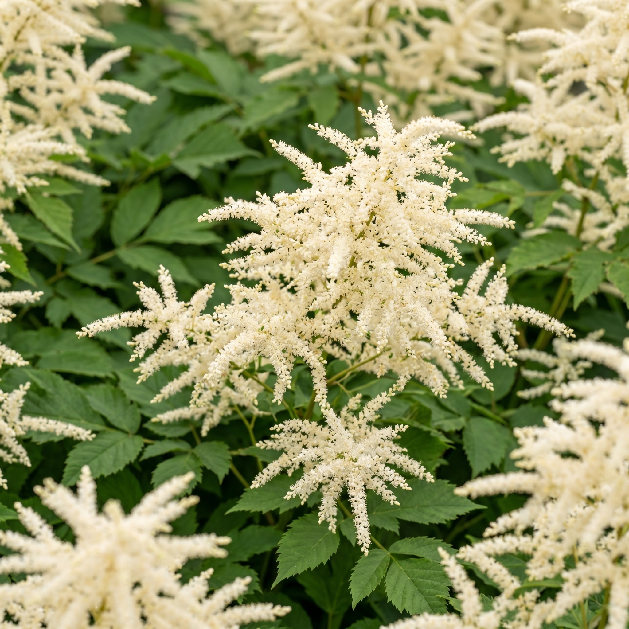 White flowering plants with green leaves in a natural setting