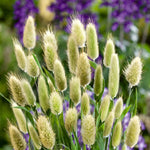 Green grasses with purple flowers in the background