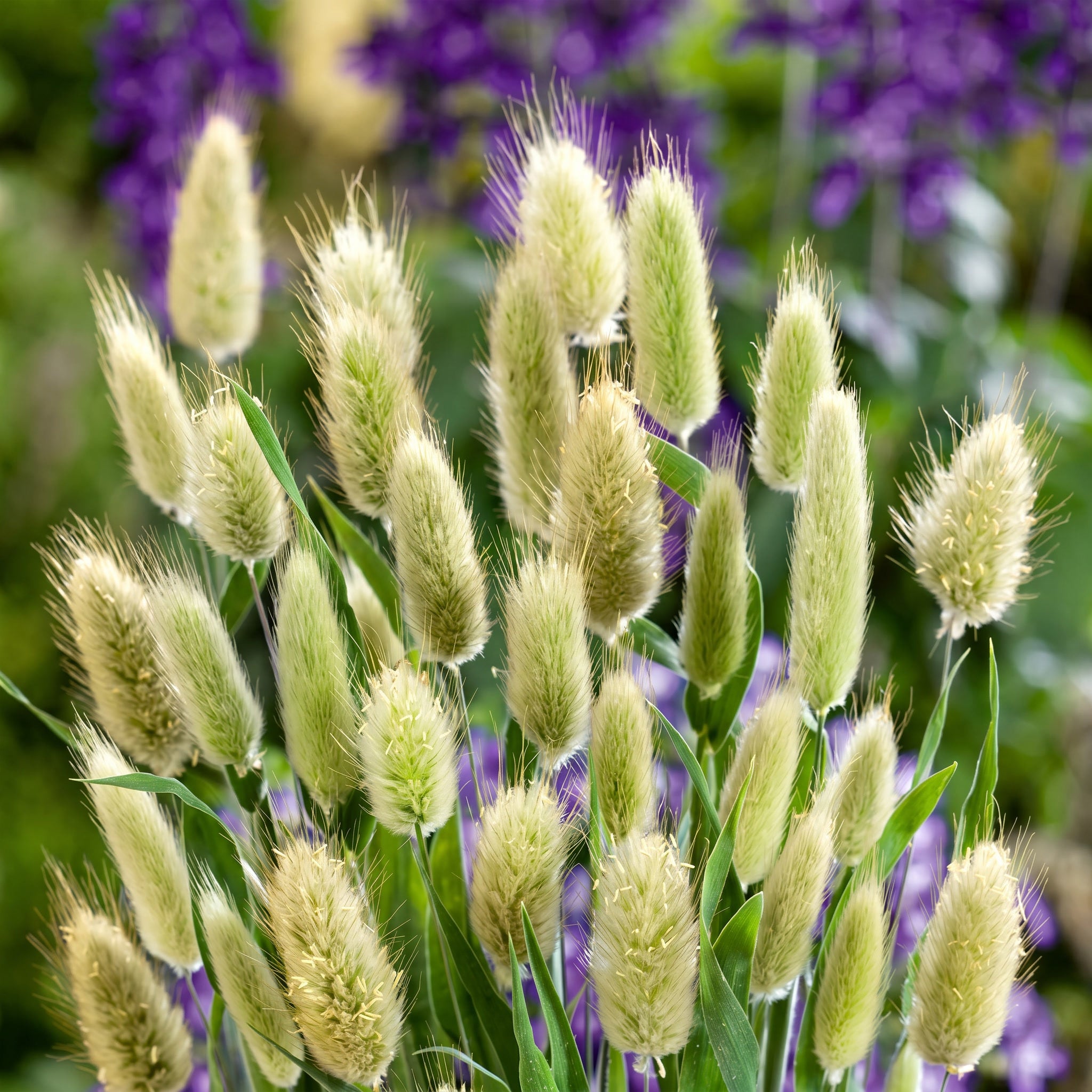 Green grasses with purple flowers in the background