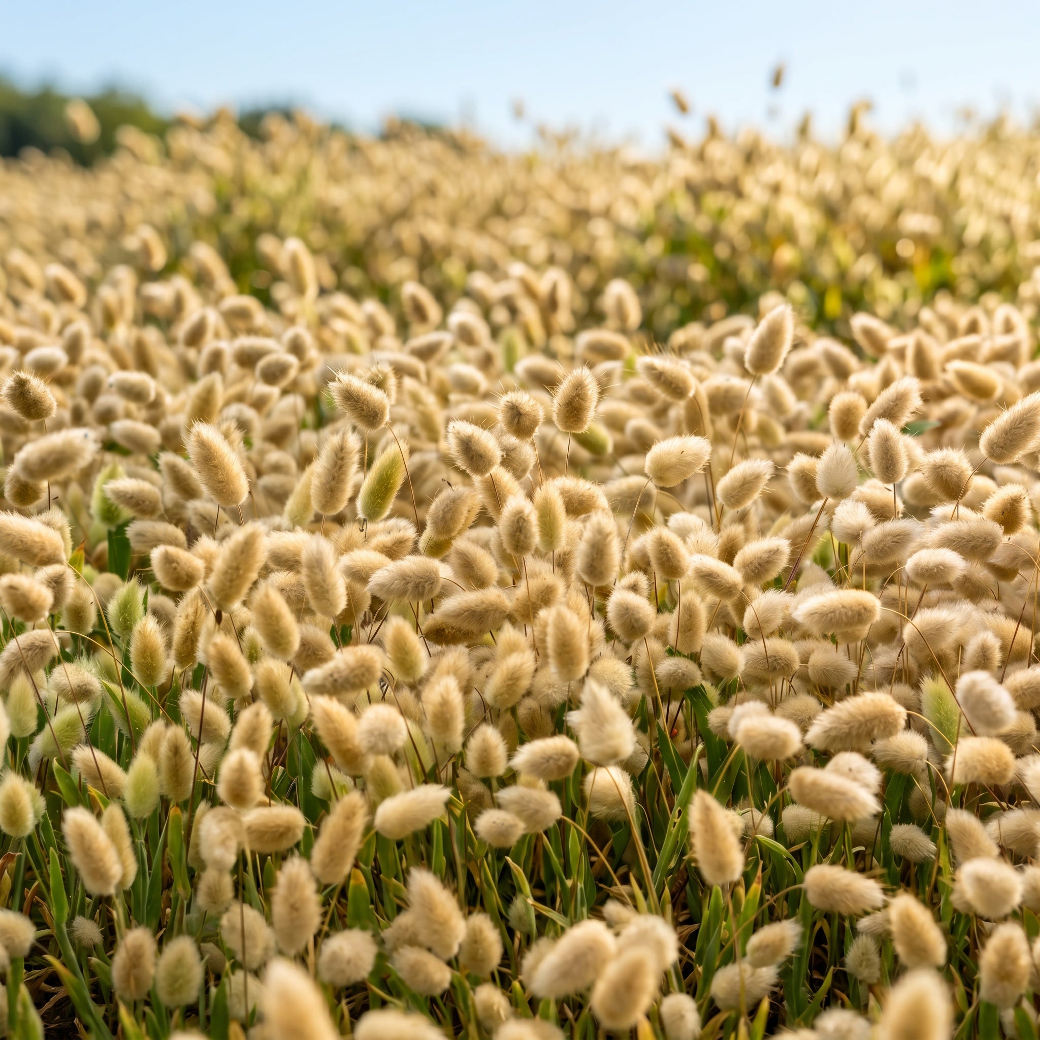 Field of fluffy white plants under a clear blue sky