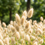 Field of fluffy grasses with a blurred green background