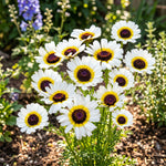 Bouquet of white flowers with yellow centers and purple centers in a garden setting.