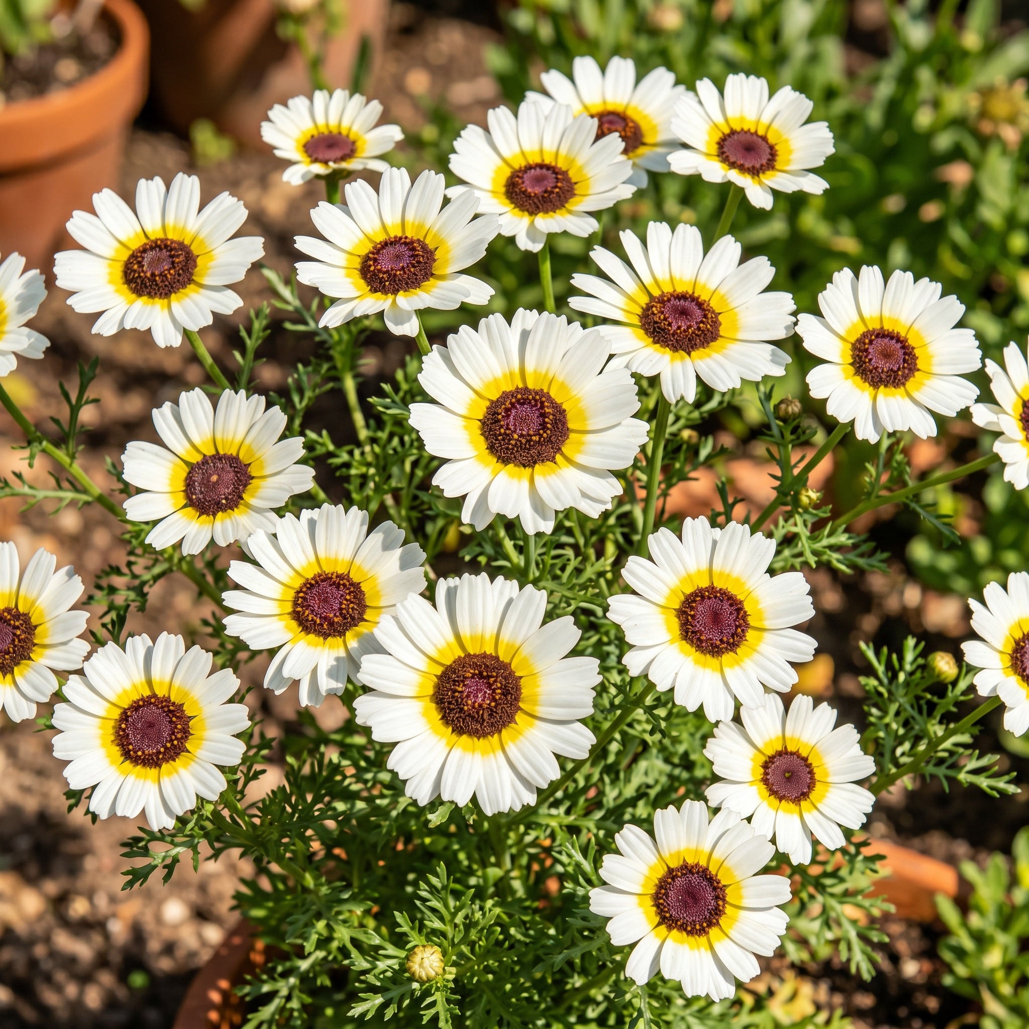 White flowers with yellow centers and brown centers in a garden setting