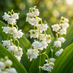 Close up of white Convallaria Majalis Prolificans flowers better known as Lily Of The Valley.