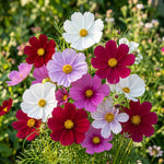 Bouquet of colorful flowers including red, white, and purple cosmos with a blurred green background.