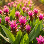 Close-up of pink flowers with green leaves in a natural setting