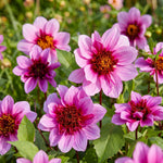 Close-up of pink flowers with green leaves in a natural setting
