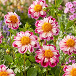 Close-up of pink and white flowers with yellow centers in a garden setting.