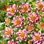 Close-up of pink and white flowers with yellow centers in a garden setting