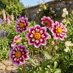 Pink and white dahlia flowers in a garden setting with greenery and a stone wall.