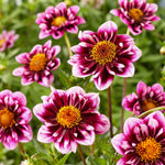 Close-up of pink and purple dahlias with yellow centers in a garden setting.