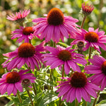 Group of pink flowers with brown centers on a blurred green background