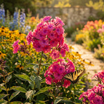 Pink flowers with a butterfly in a garden setting