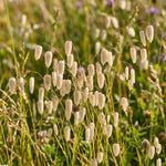 Field of white wildflowers with a blurred green background