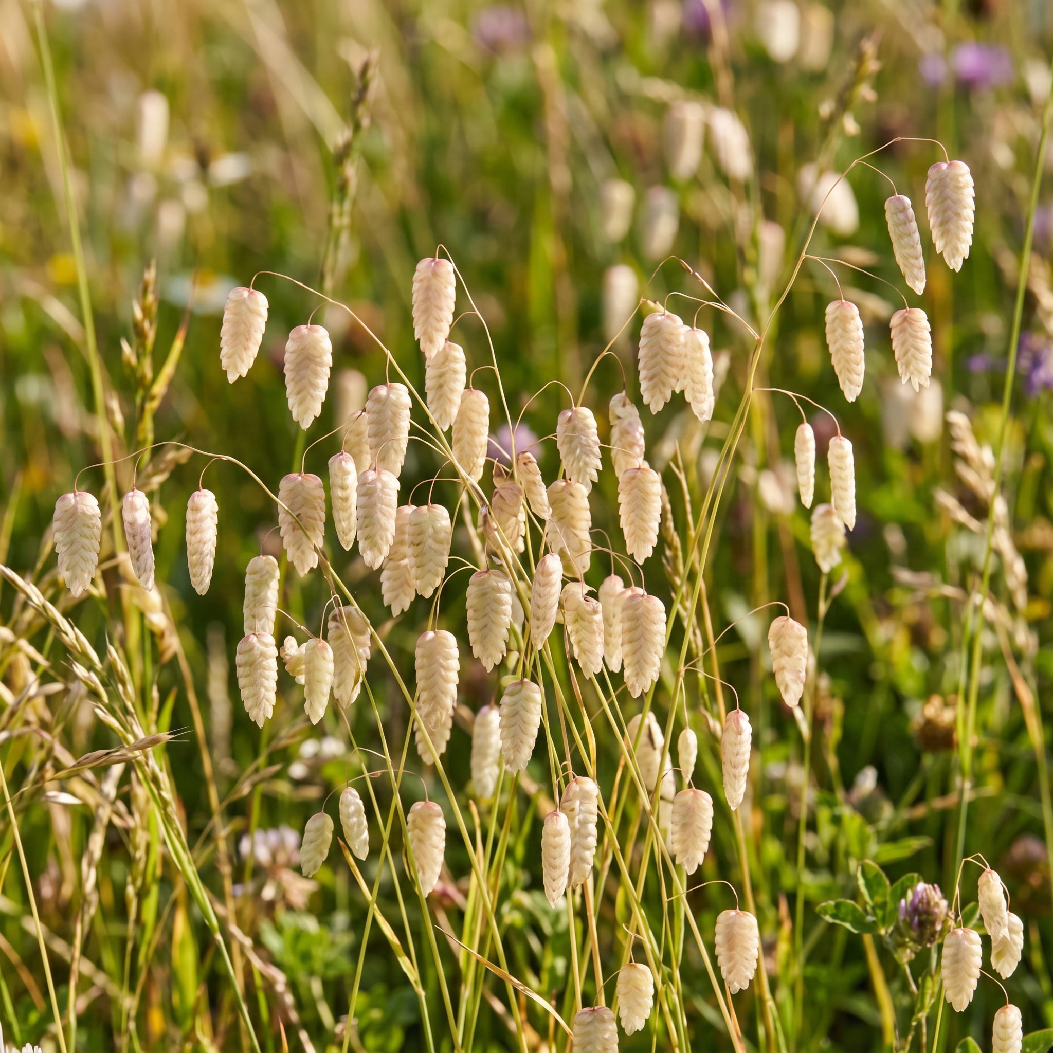 Field of white wildflowers with a blurred green background