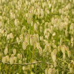 Close-up of green grass with seed heads swaying in the wind.