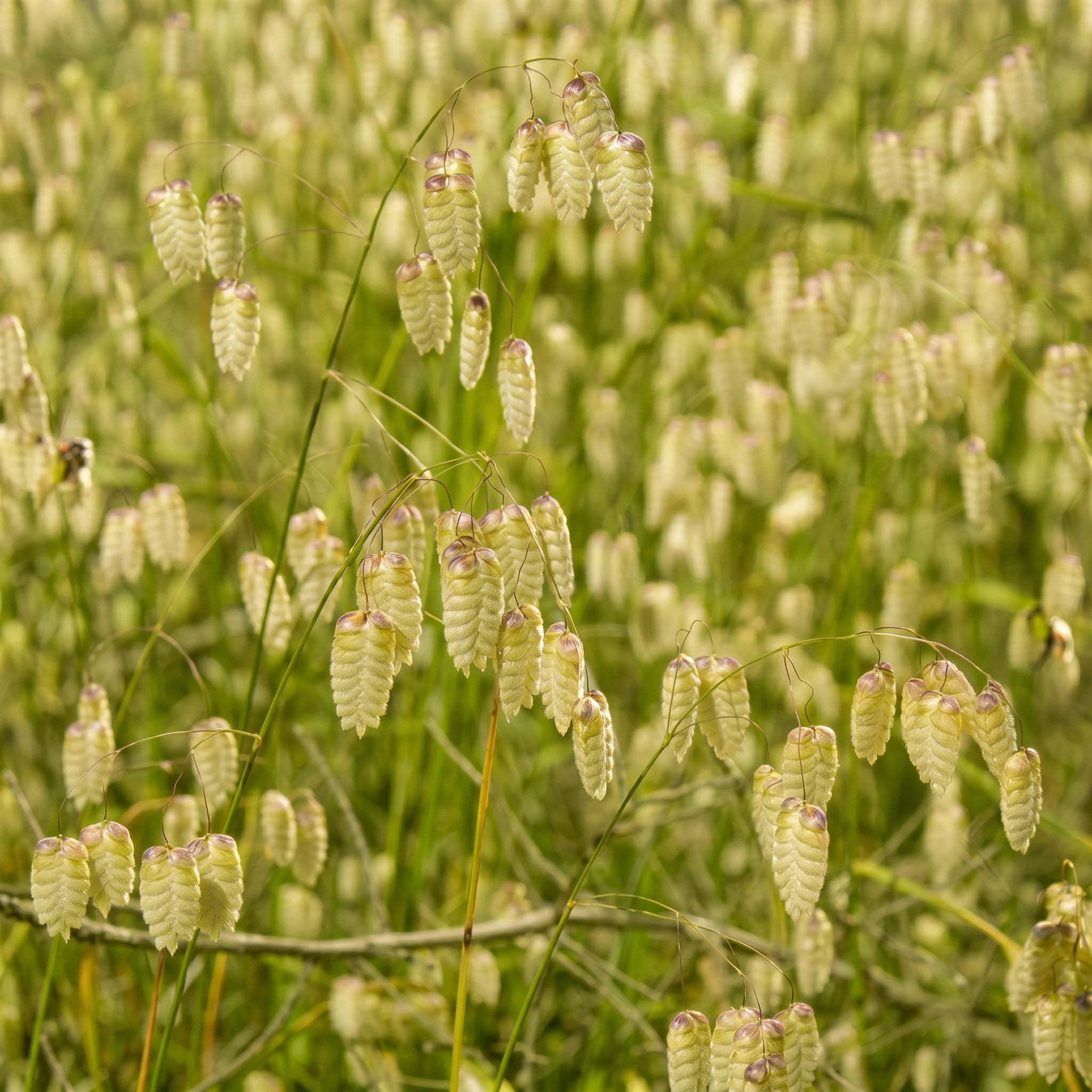 Close-up of green grass with seed heads swaying in the wind.