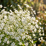 Close-up of white flowers with a blurred green background