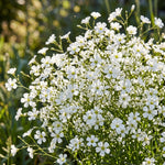 Close-up of white flowers with a blurred green background