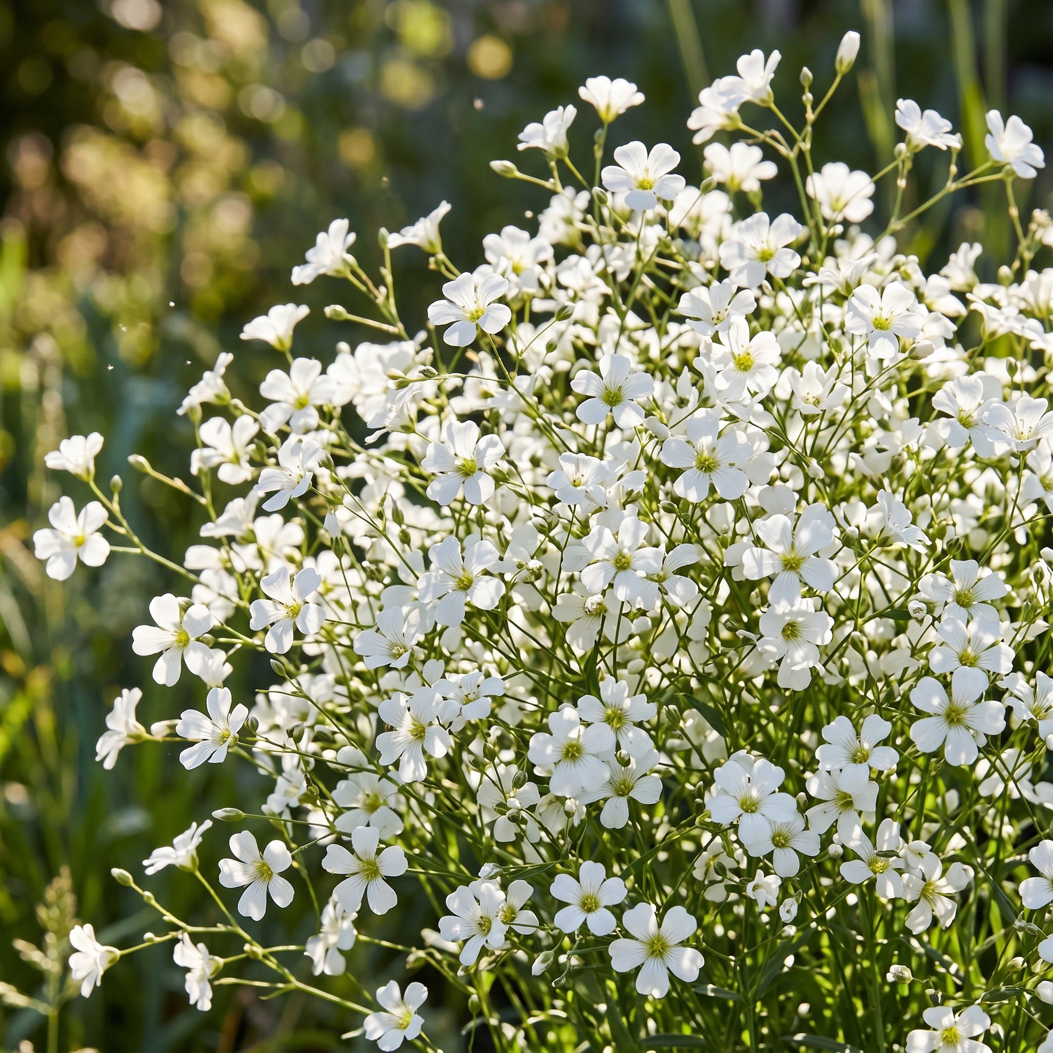 Close-up of white flowers with a blurred green background