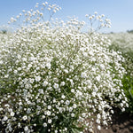 Field of white flowers with a clear blue sky in the background