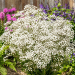 Bouquet of white flowers with greenery and purple flowers in the background