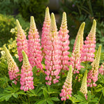 Group of pink lupine flowers with green leaves in a garden setting