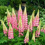 Pink lupine flowers in a garden setting with green foliage.