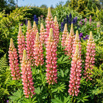 Pink lupine flowers in a garden setting with green foliage and blue sky.