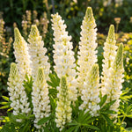 White lupine flowers with green leaves against a blurred natural background