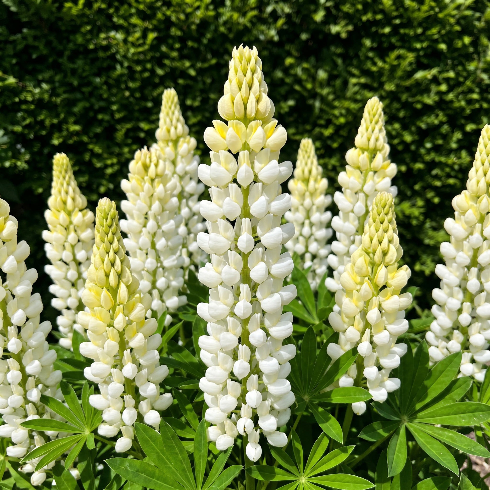 White lupine flowers with green leaves against a blurred green background