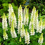 Group of white and green lupine flowers in a garden setting