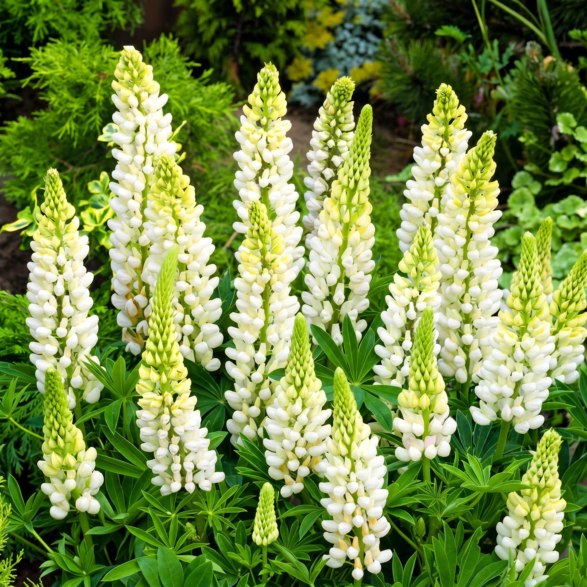 Group of white and green lupine flowers in a garden setting