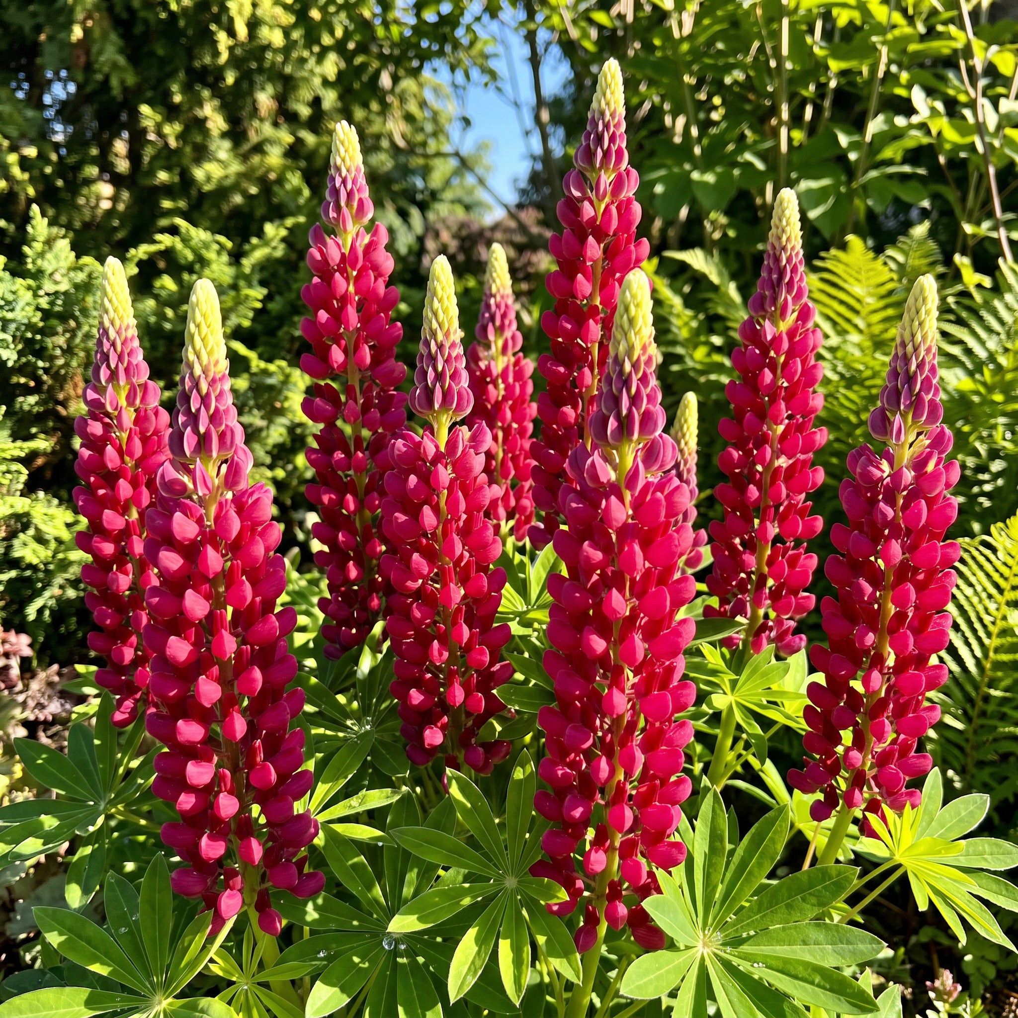Group of pink lupine flowers with green leaves in a garden setting
