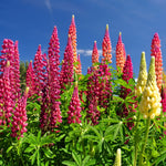 Colorful lupine flowers against a blue sky